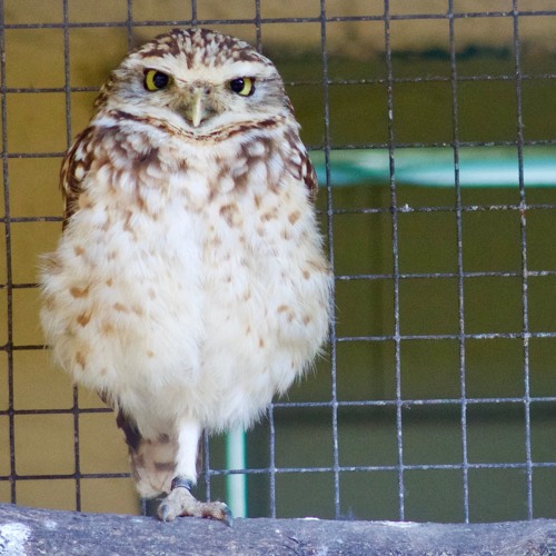 A Year of False Starts