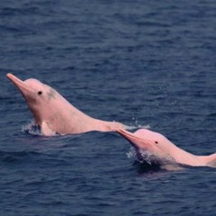 LYL Radio - Liquidation Totale 06 05 17 TUCUXI