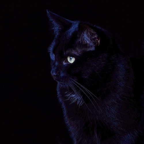 Panther! [PROD. DOKU.5]