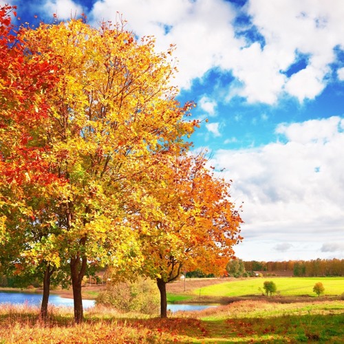 The Trees