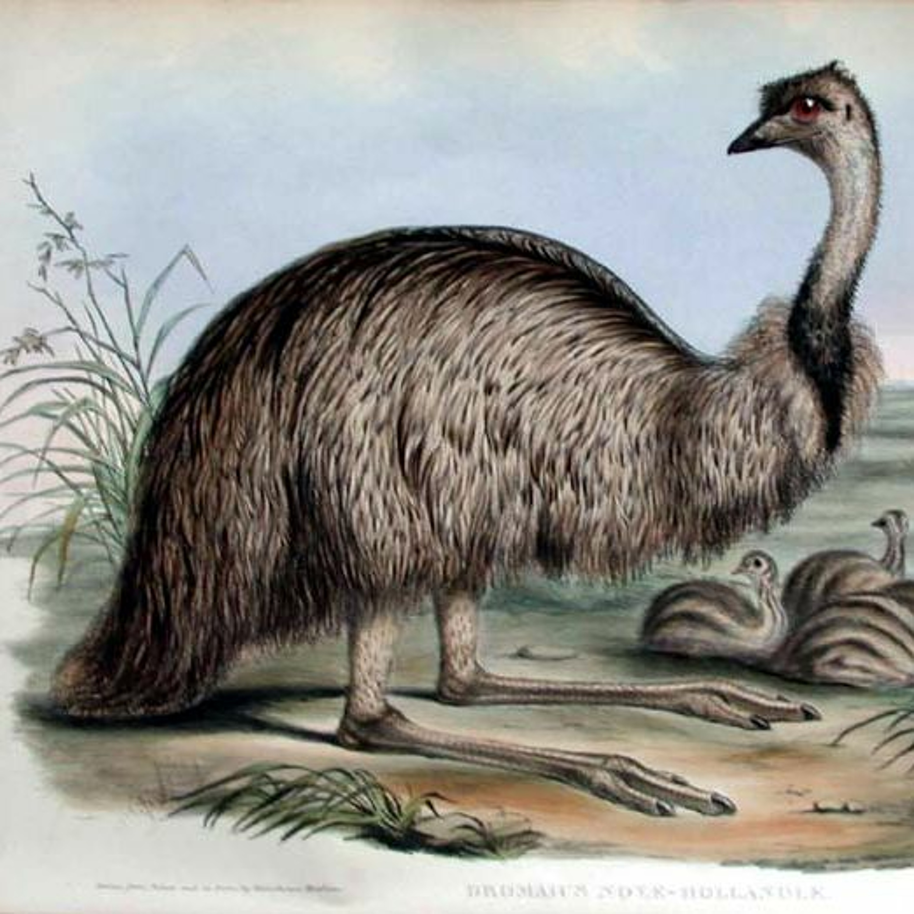 Episode 32: The Great Australian Emu War