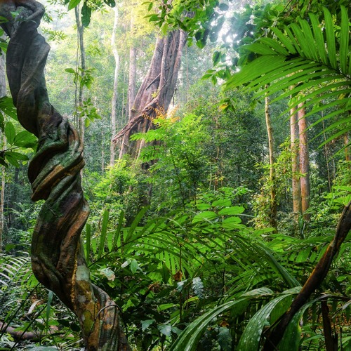 Intense Morning Ambient Deep in the Tropical Rainforest | Taman Negara, Malaysia #1