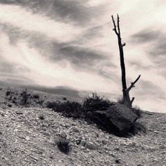 Wither