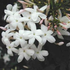 أدب - شِعر - نثر