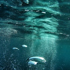 Audio Expereince: "Wild Waters" (Wild Thouhgts - DJ Khaled REMIX)