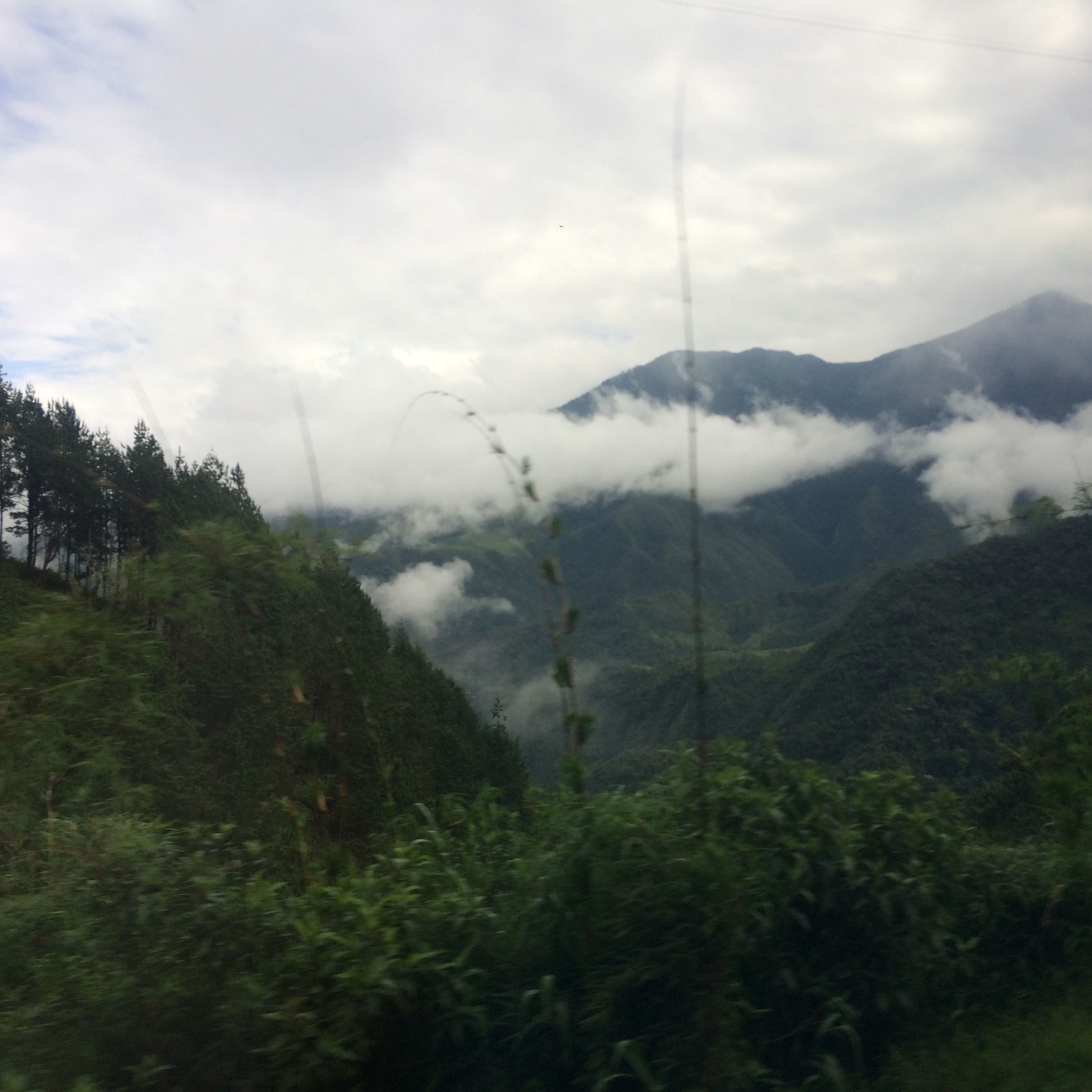 Farms versus forests