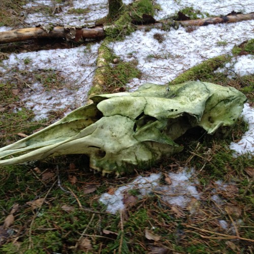 Incredibly Close A Bird Feeder In The Rainy Swedish Forest