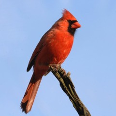 Cardinal