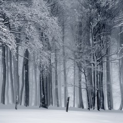 White Winter Trees