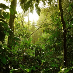 Sunny Rainforest