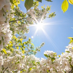 spring.clean