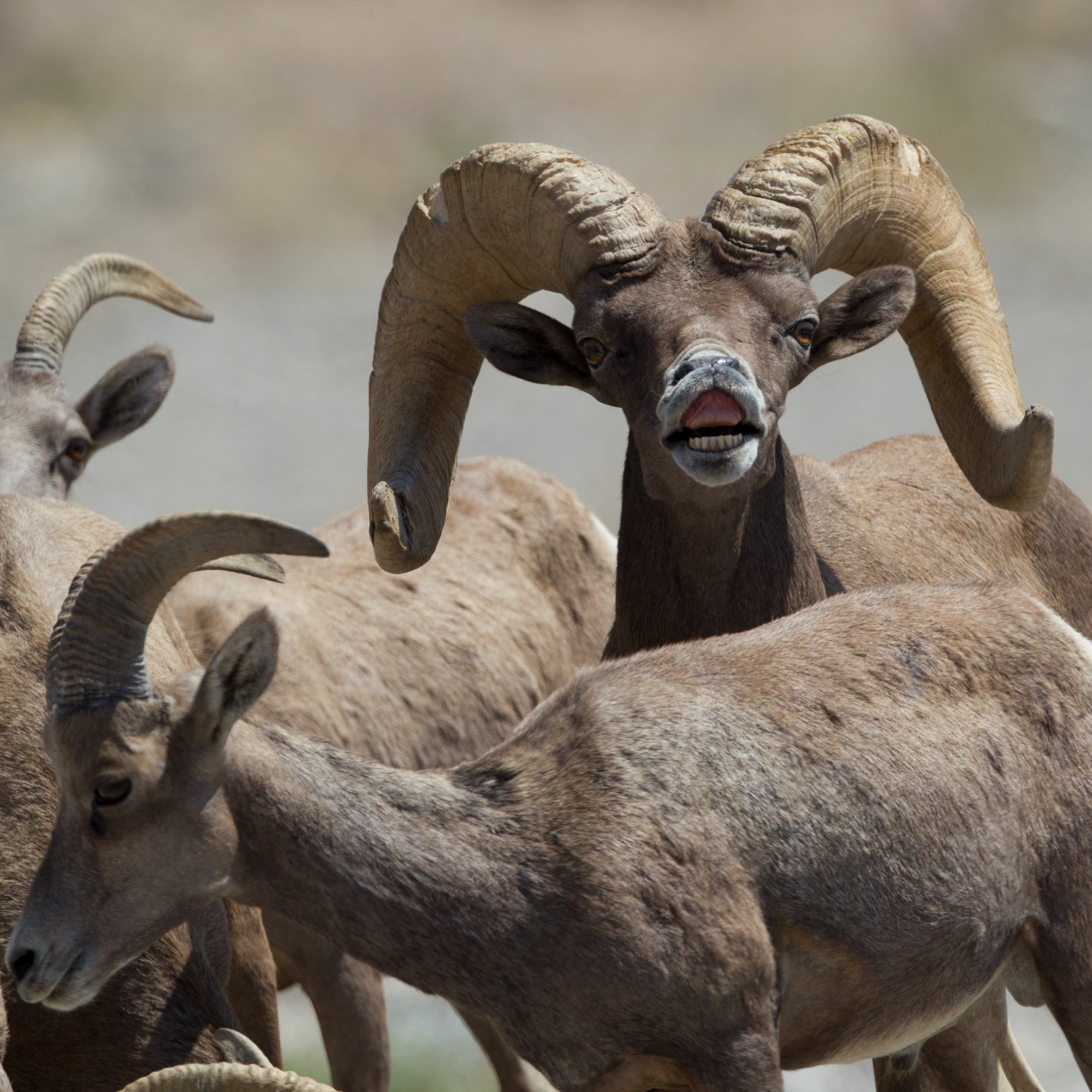 Nevada Wild: Big Game Tag Application Deadline