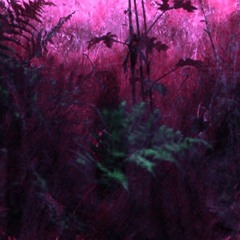 zeroplusplasebo/numbers in the dream - Not A Heaven