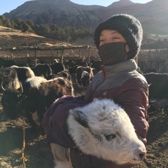 2018 - 04 - 06 - 0759 Yak Grunting While Being Milked, Angsai