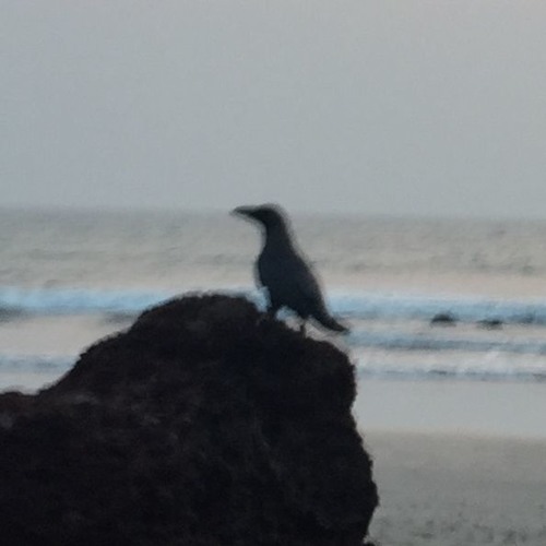 2018-03-04 Elmar Strathe @ SeaBird (MorjimBeach) (Goa/India)