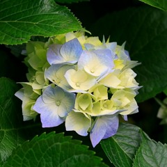 Soarele De Dimineata - Muzica Populara De Petrecere