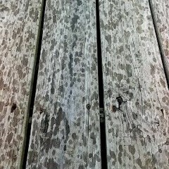 Bleed - Sonder The Human