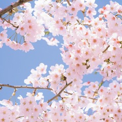under cherry blossom trees