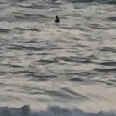 Wave Of Mutilation (UK Surf) - Pixies (Cover)