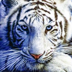 Tiger(UGA COVER)