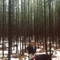 SubmitCloud - April 2018