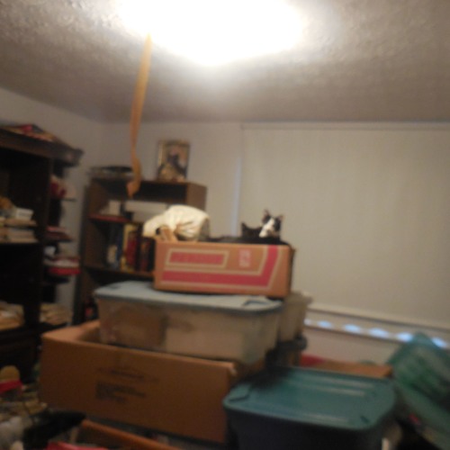 my style is impetuous (feat. trashfox)