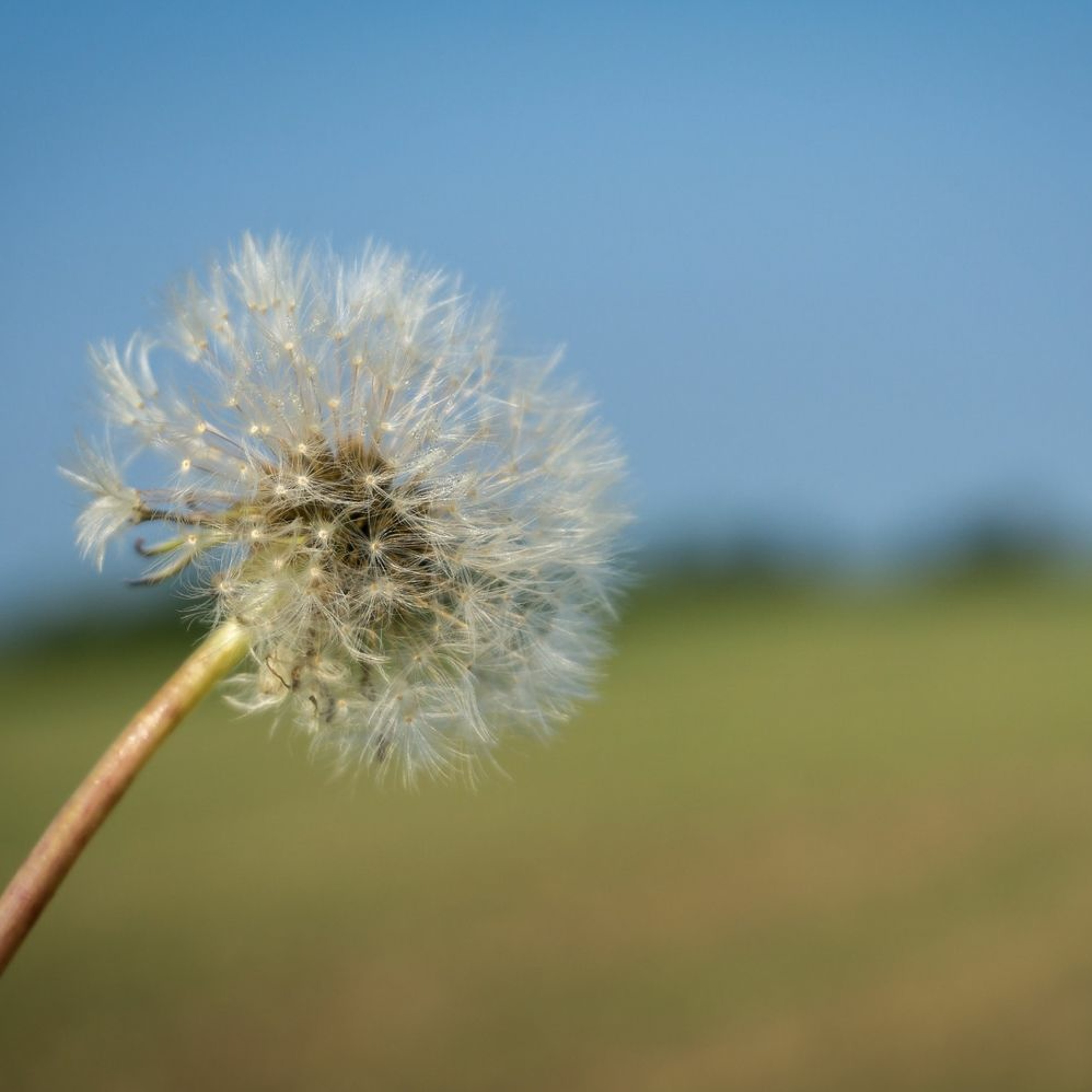 “An Embarrassment of Dandelions” by Andy Powell