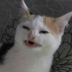 Cat No Banana Song