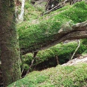 Moss - for banjo, harmonica, orchestra