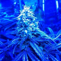 Summa Breeze (Prod. By N7)