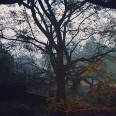 BACK IN THE WOODS _ VOLUME 2