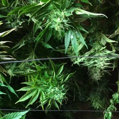 EMERALD (prod by KjayBeats)