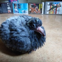 PPLo - So Many Things