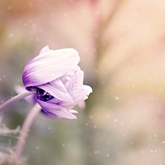花一華