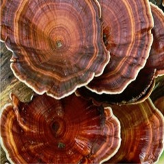 Interesting Facts About Reishi Mushrooms