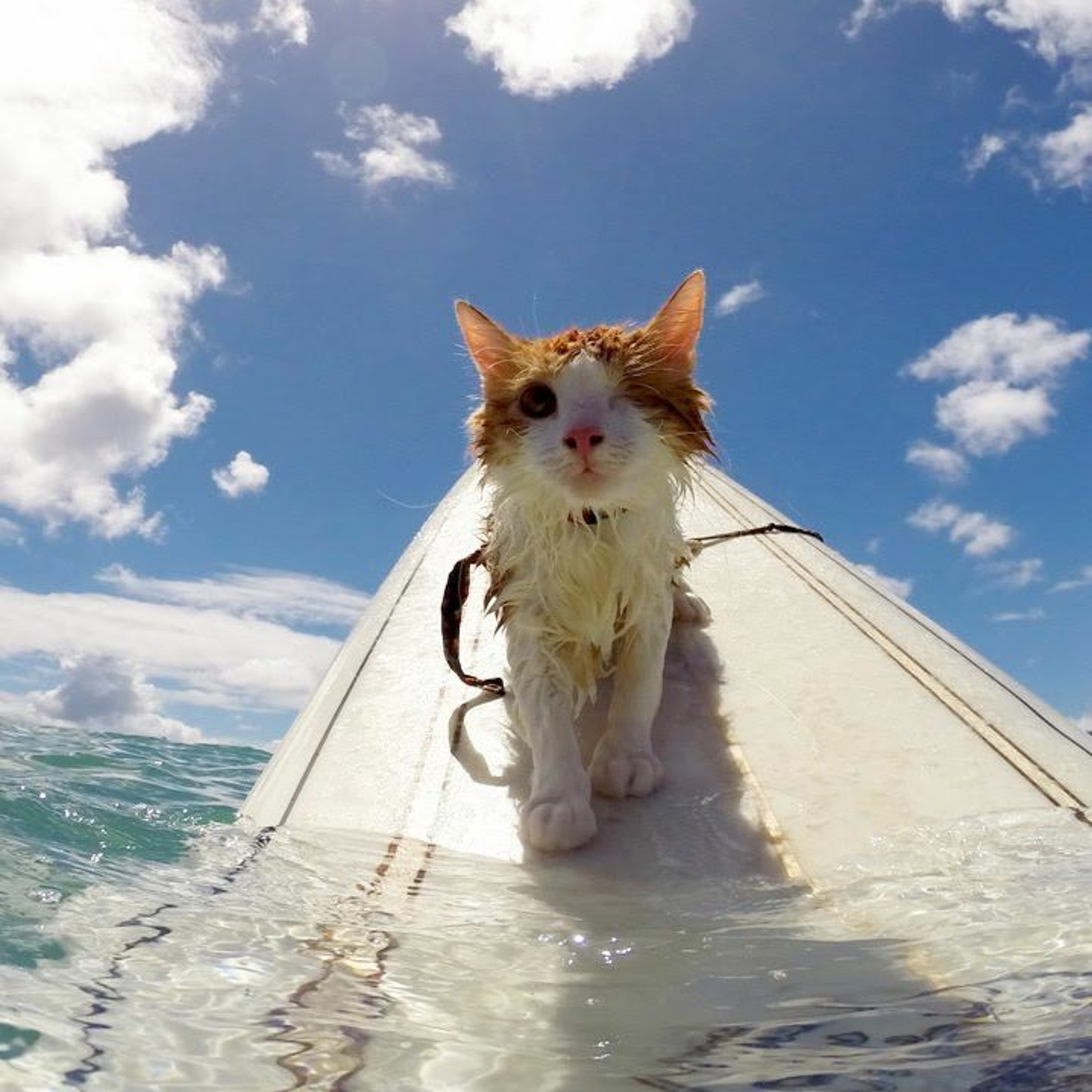 Surfing Cat episode artwork