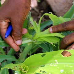 Managing Fall Armyworm in Cape Verde - Protecting environment and livelihoods