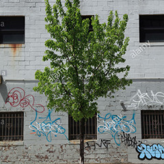 A Tree Grows in Brooklyn