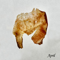 Djebali - April (Once A Month) [TFD003]