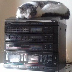 dreaming. Feat. PRINCE the poochie- recorded by jen tait