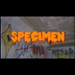 ToneBeez - Specimen Freestyle