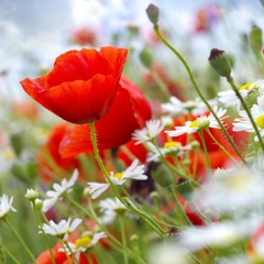 Алексей Рыбников