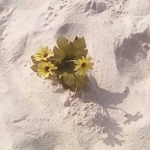 mishuq yapesegurl - gathi ba amith.mp3