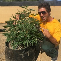 420 Smoke Mix 2018