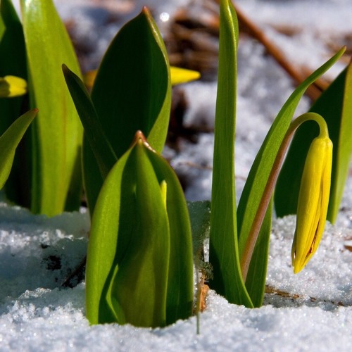 THE CIRCLE IN THE SQUARE no. 1, “On Improvisation,”  w/ Simone de HAAN on “Alpine horn”