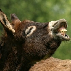 Matt is a Donkey