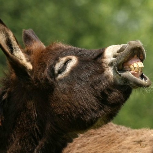 Matt is a Donkey