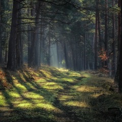 The Way Through The Woods