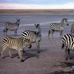 Somethings Not Right