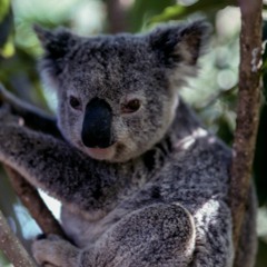 RN Off Track: Koala sounds